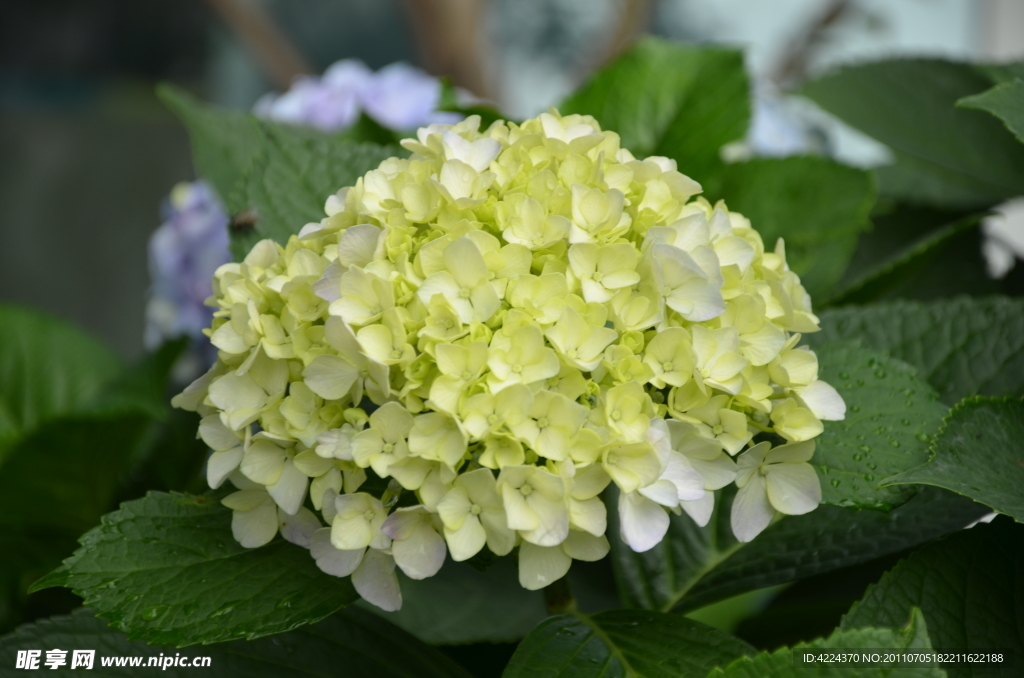 八仙花