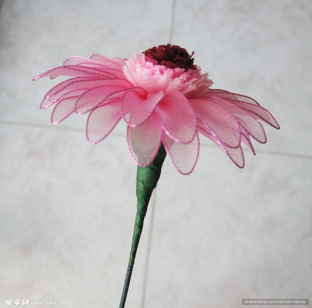 非洲菊