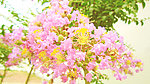 叟舒 紫薇花