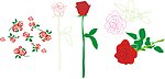 玫瑰花