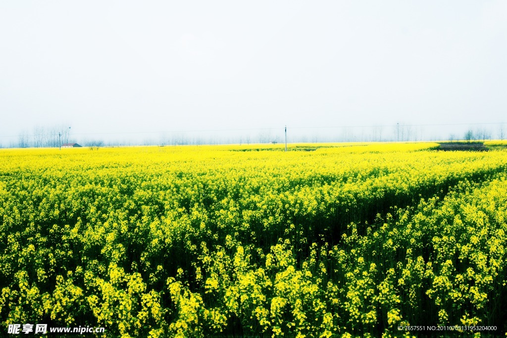 油菜花