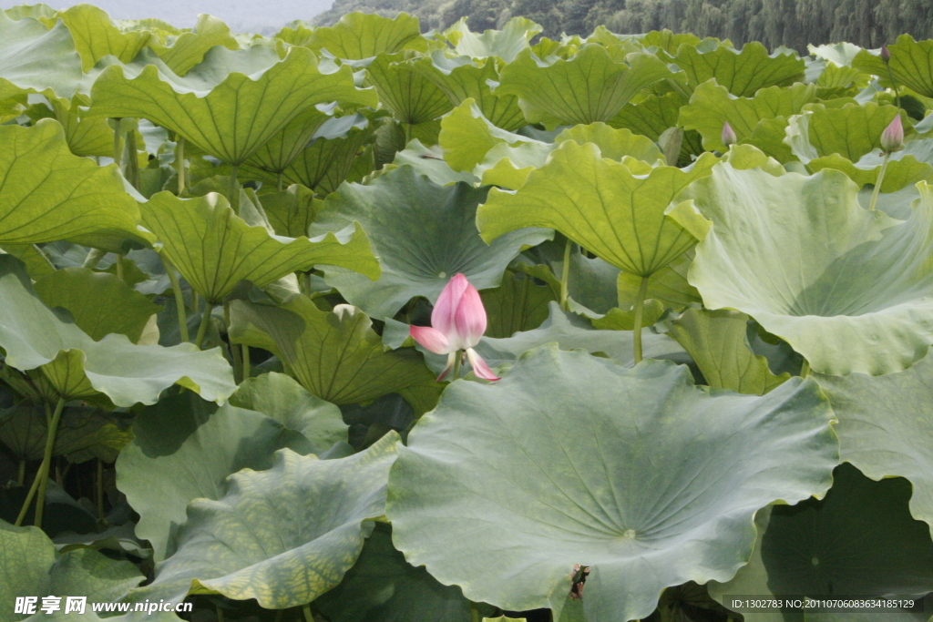 荷花