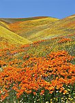 花丛遍野