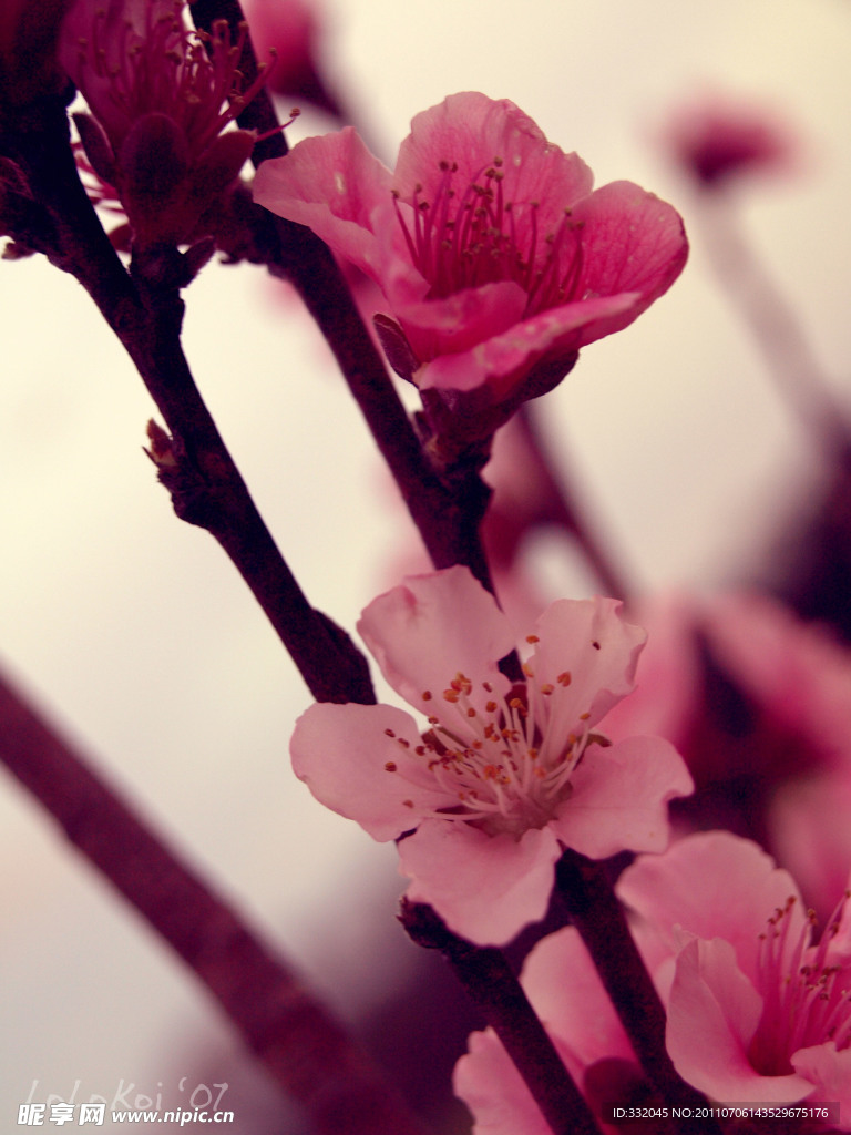 桃花