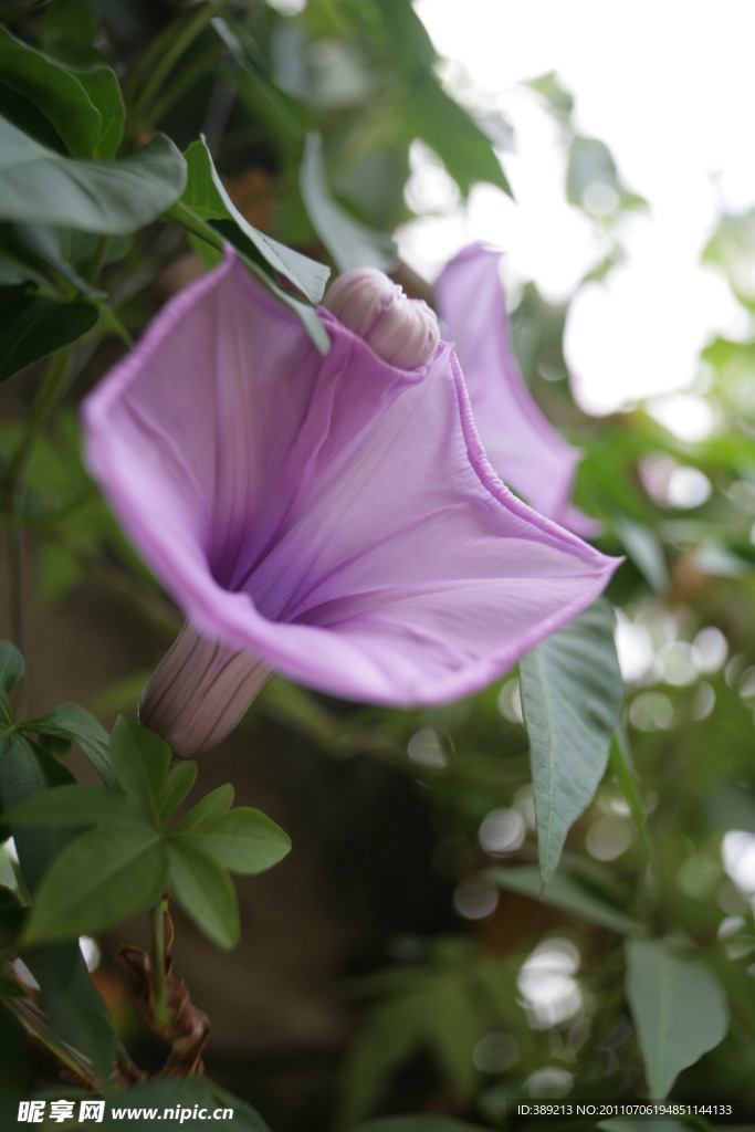 牵牛花