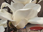 白玉兰