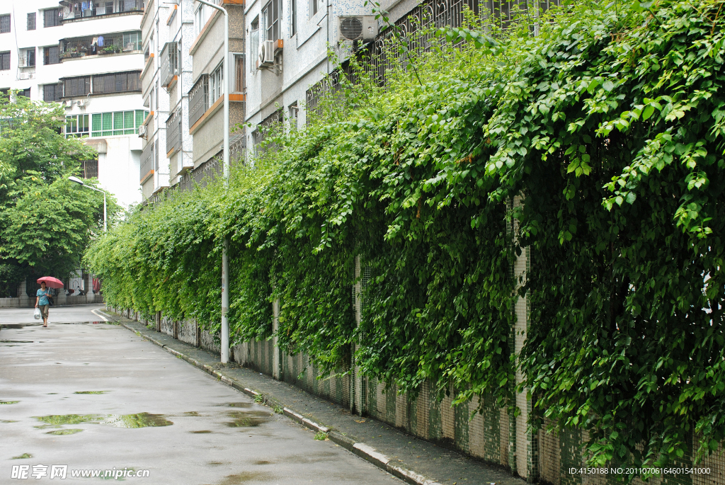 住宅道路绿化
