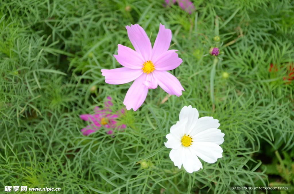 波斯菊