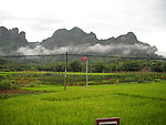 雨后稻田