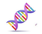 分层 DNA 图