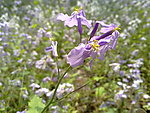 紫花