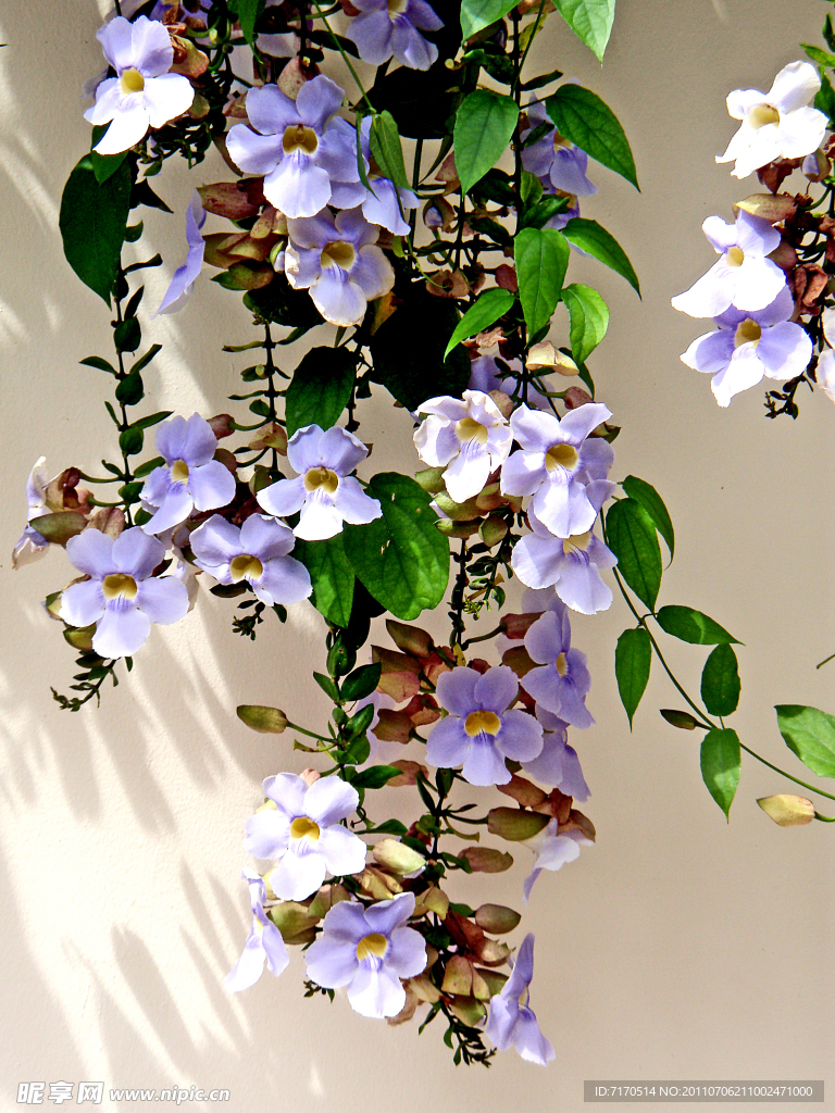 花卉