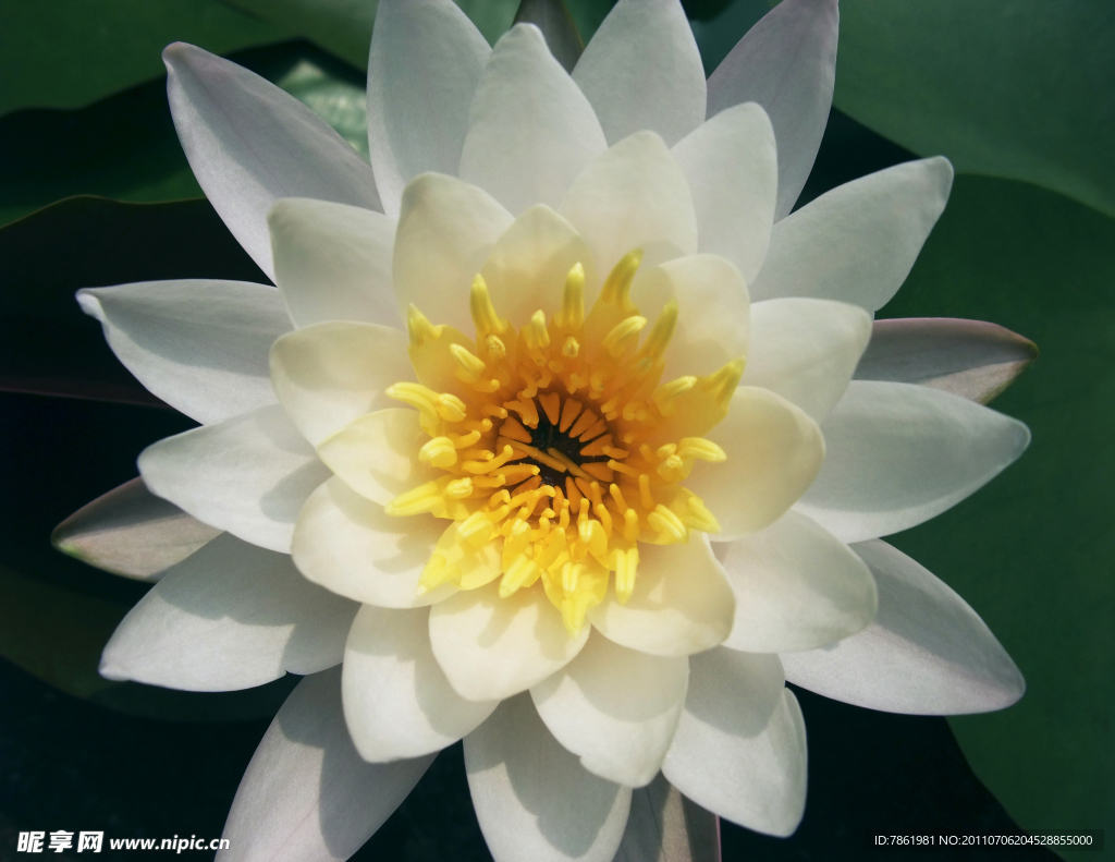 莲花