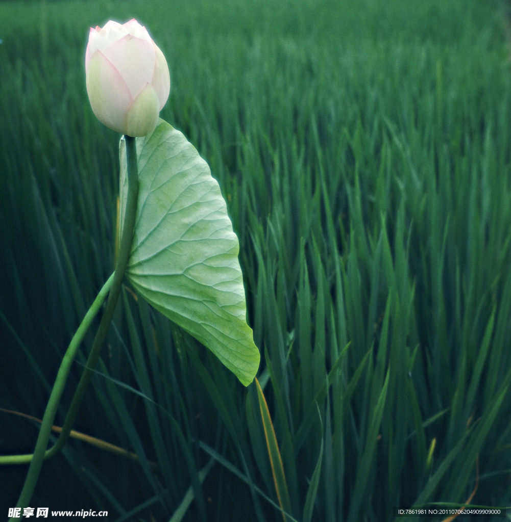 荷花