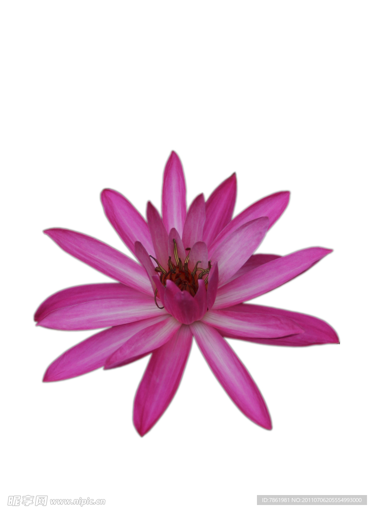 莲花