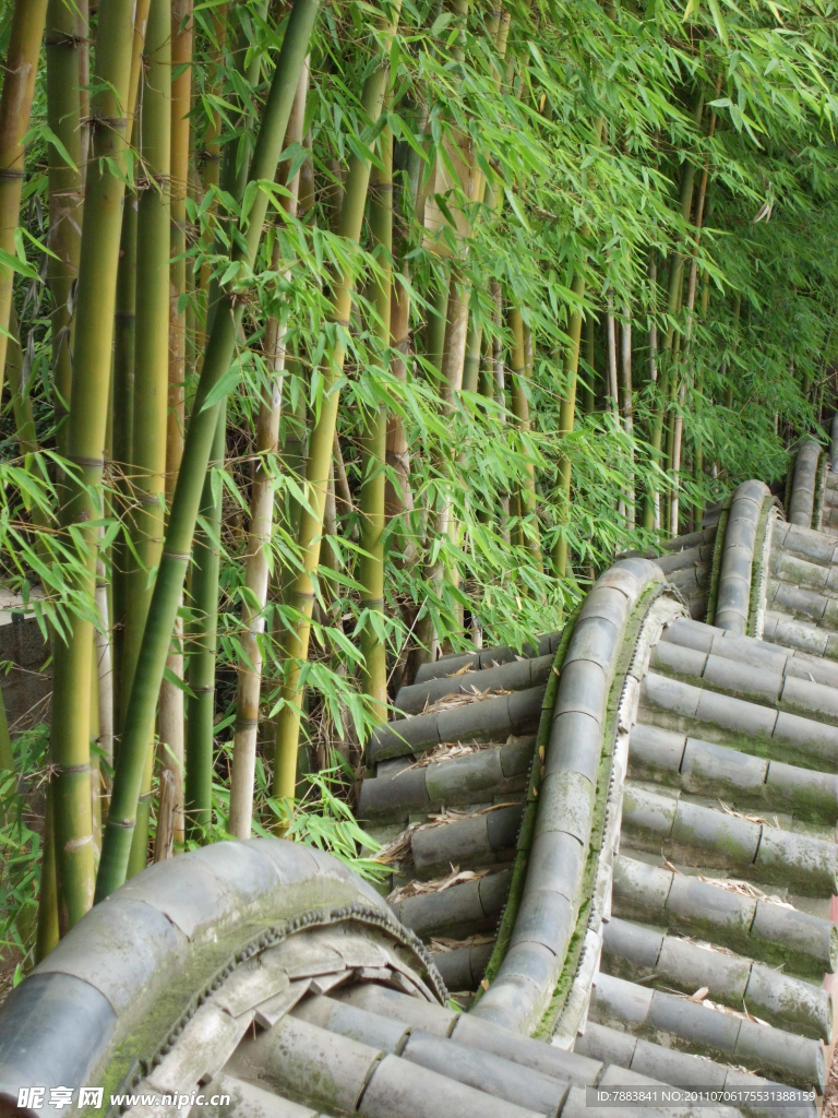 竹子下的屋脊