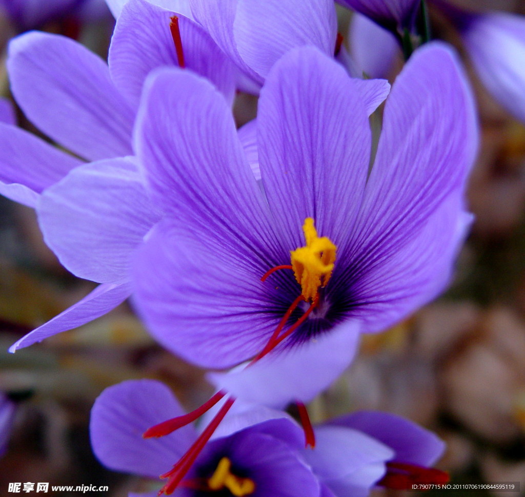 藏红花