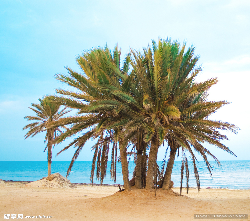 海洋沙滩椰子树