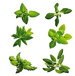 室内植物