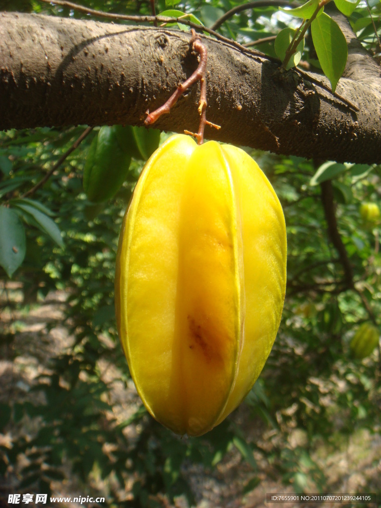 杨桃