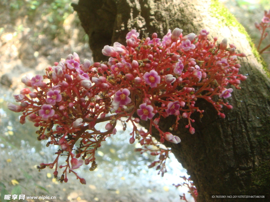 杨桃花