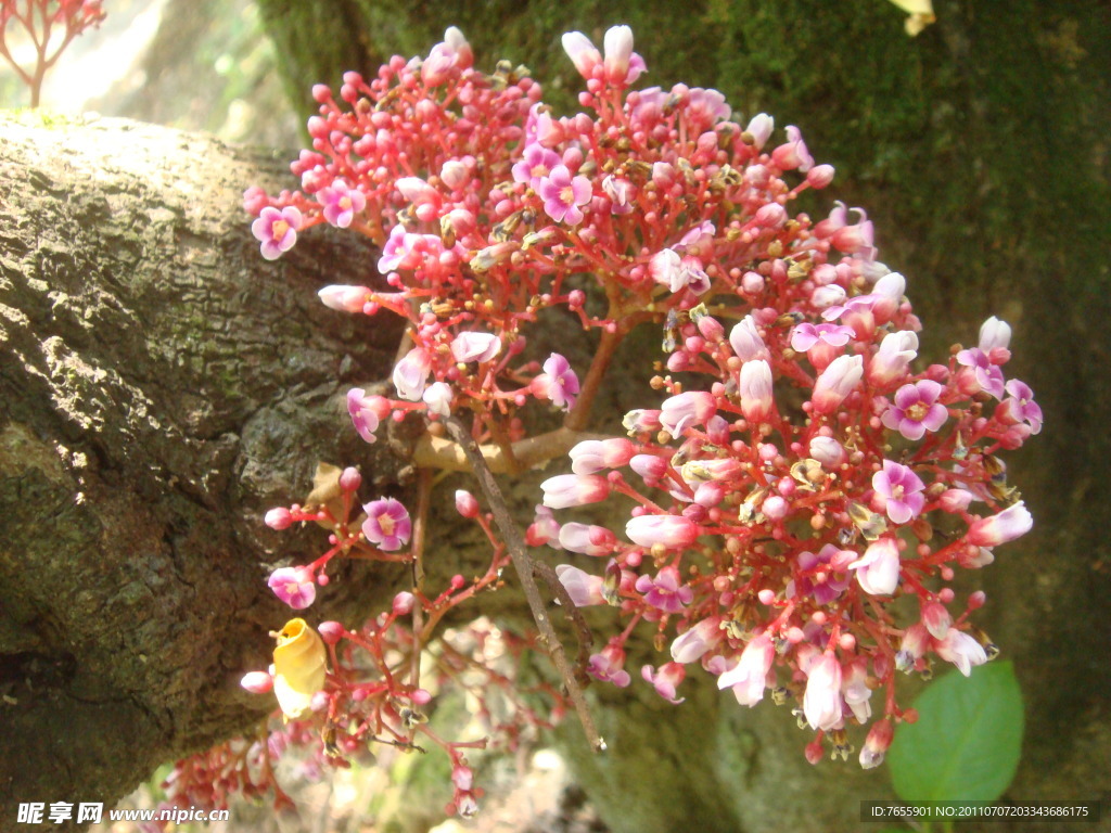 杨桃花