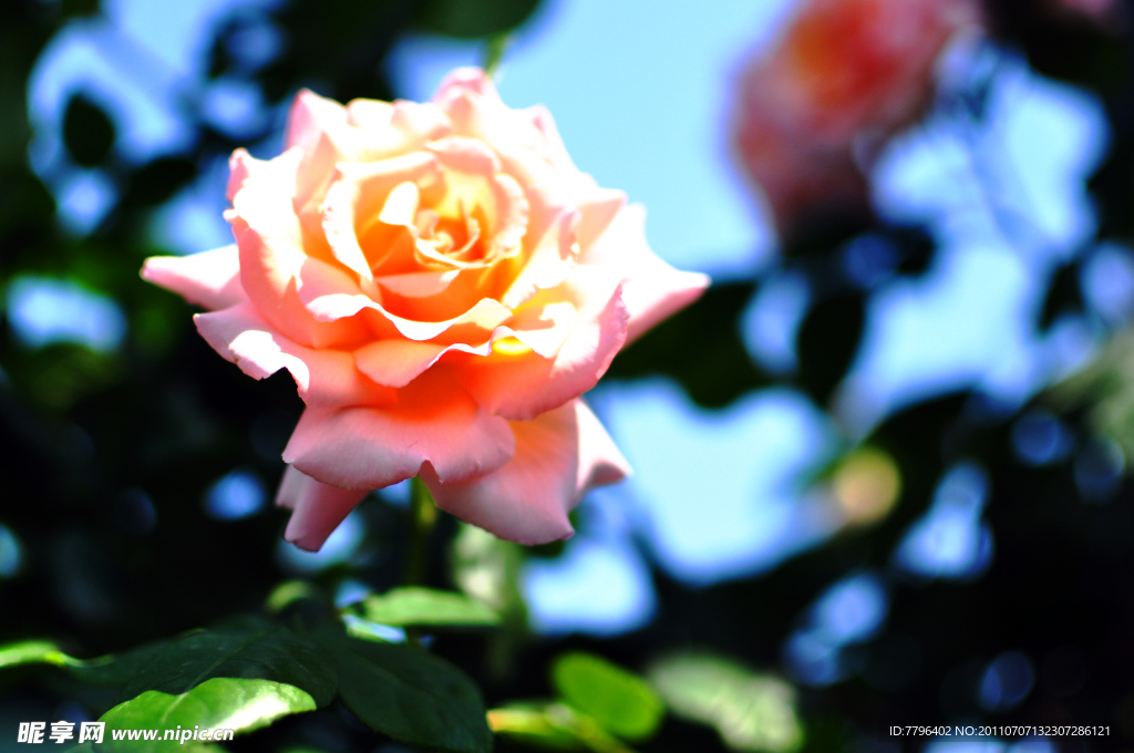 玫瑰花