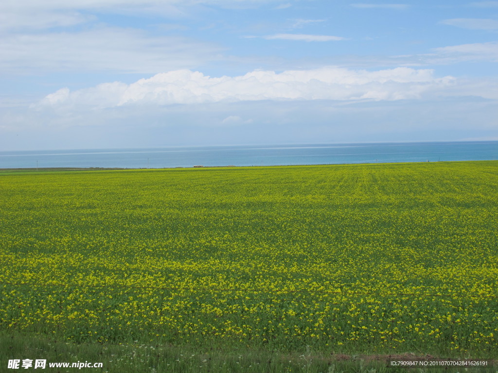 青海湖花海