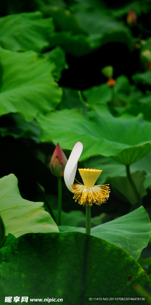 荷莲