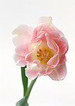精美花