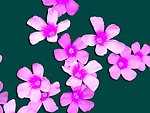 小花