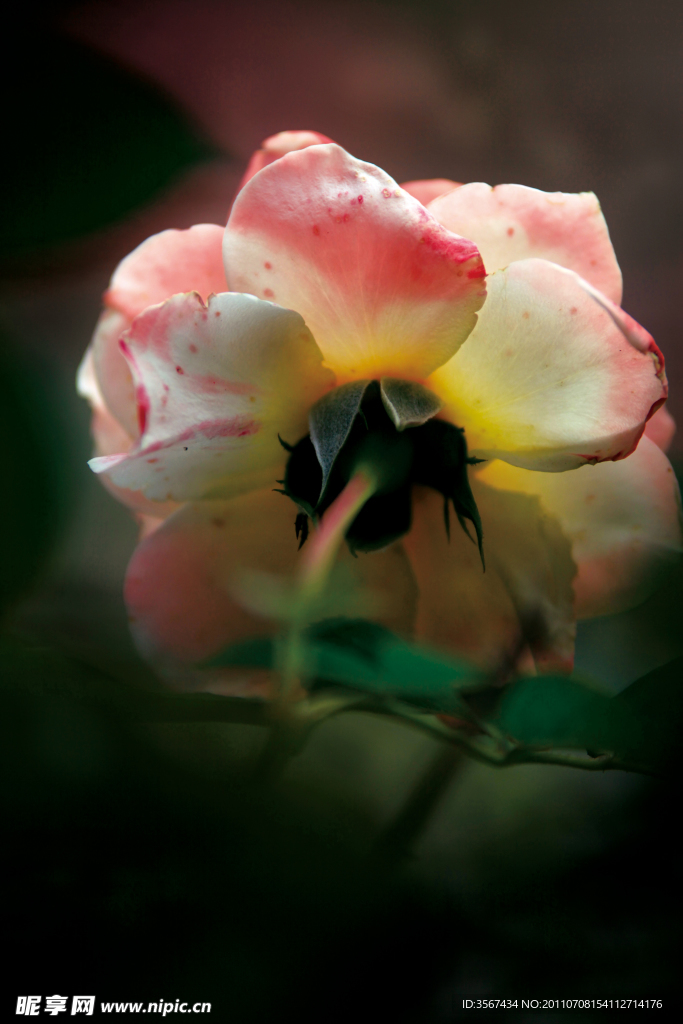 月季花