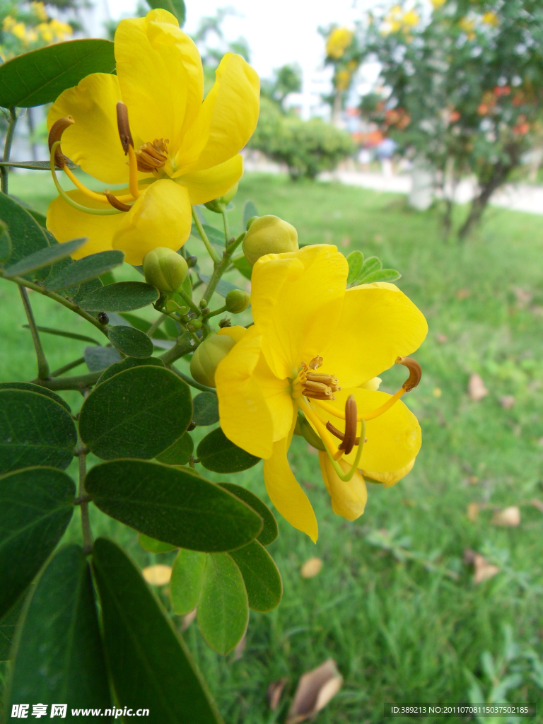 高清花卉