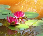 荷花