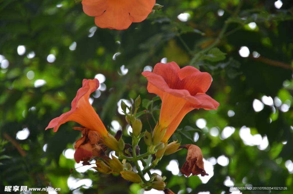 凌霄花
