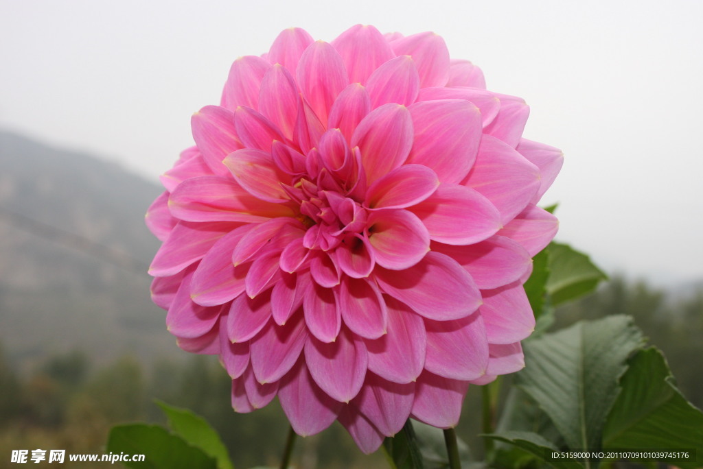 大丽花