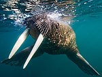 北极 自然风光 海象