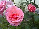 月季花