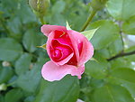 月季花