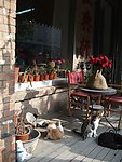 创意小屋前的猫咪