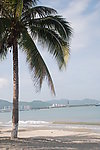 三亚湾 椰树