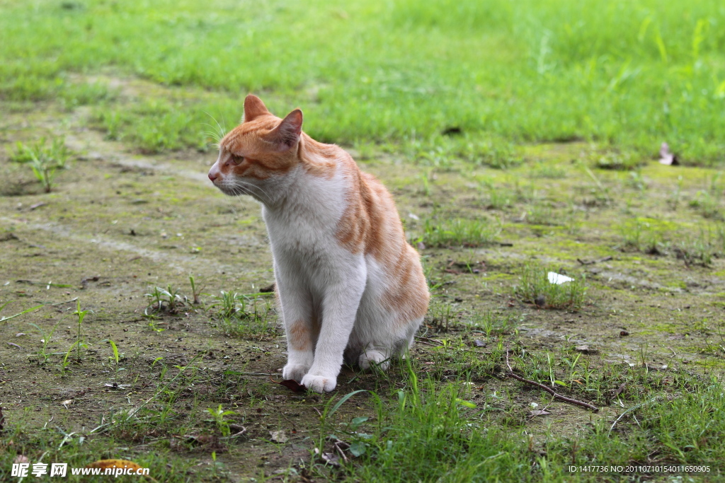草地 黄斑猫