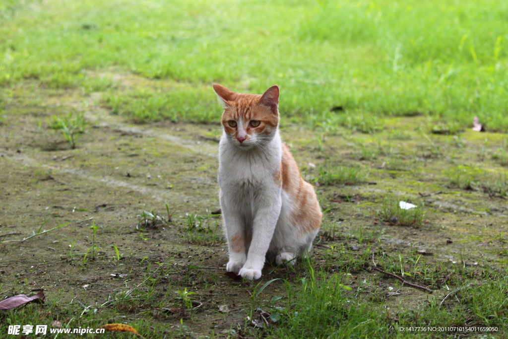 草地 黄斑猫