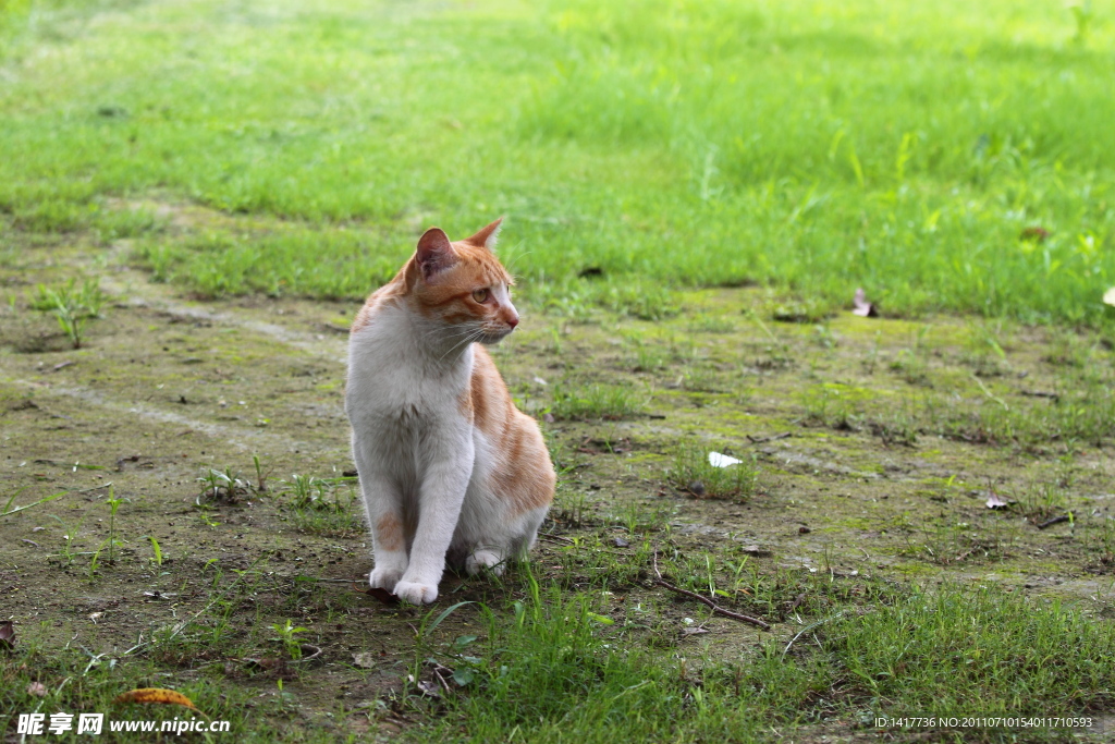 草地 黄斑猫