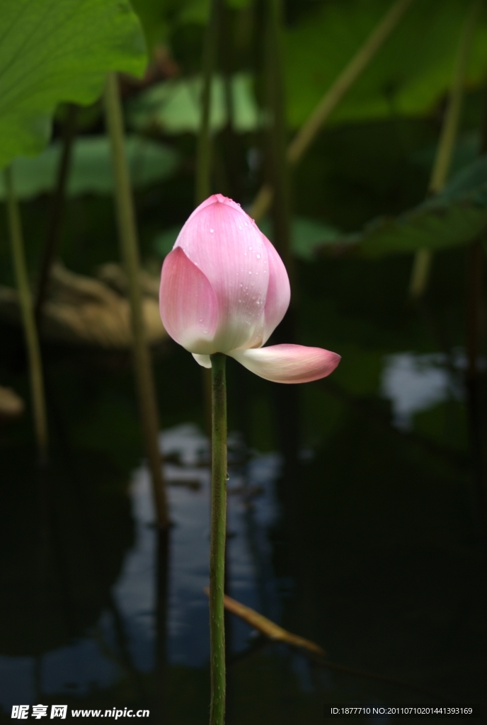 出水芙蓉