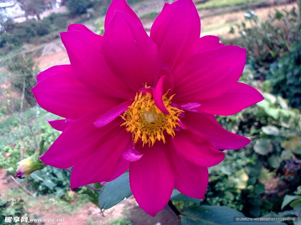 漂亮的花朵