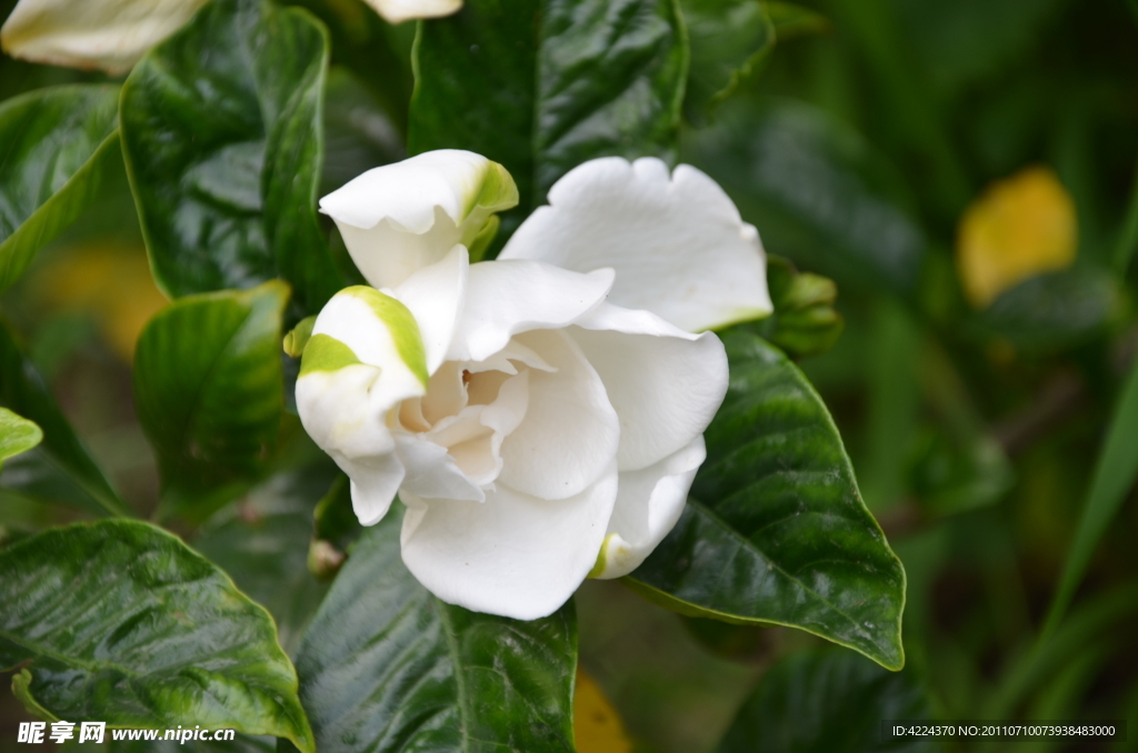 栀子花