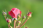 玫瑰花