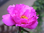 玫瑰花