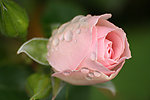 玫瑰花